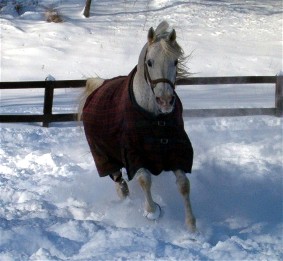 Arabian Rescue Mission's Prudent HT playing in the snow
